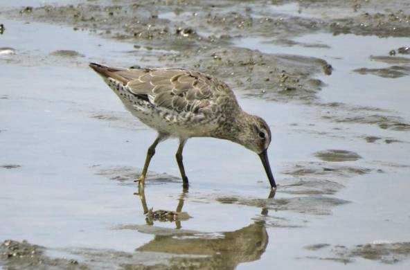 Se han contabilizado más de 14 mil aves playeras en la bahía de Parita.