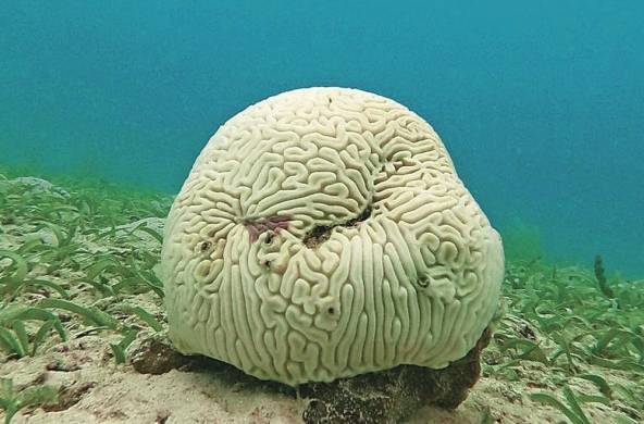 Los arrecifes de coral están entre los ambientes más amenazados por este fenómeno.