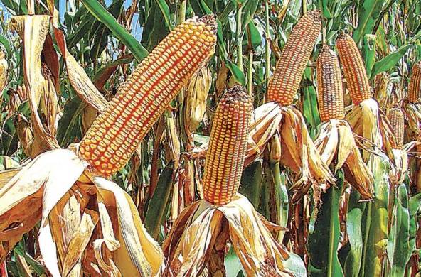 Los precios del maíz crecieron un 89.9% por encima respecto al mismo mes de 2020.