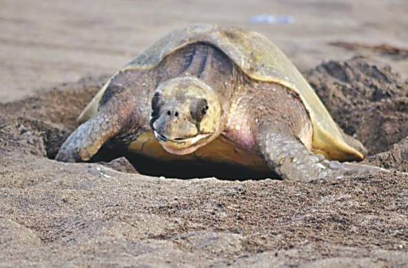 Las tortugas marinas han vagado por la tierra durante más de 100 millones de años y han sido vitales para nuestros ecosistemas marinos.