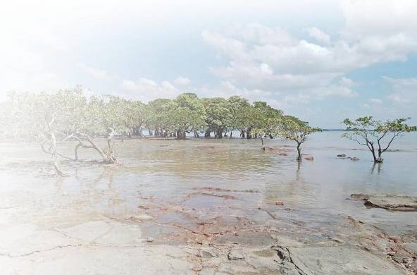 Los manglares son el hogar de diversas especies, muchas en peligro de extinción