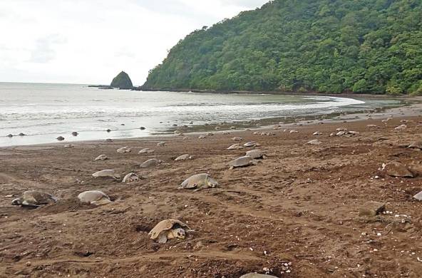 Aunque se pueden encontrar tortugas marinas en ambas costas del Pacífico y el Caribe en Panamá, la mayoría de la población reside en el lado del Pacífico.