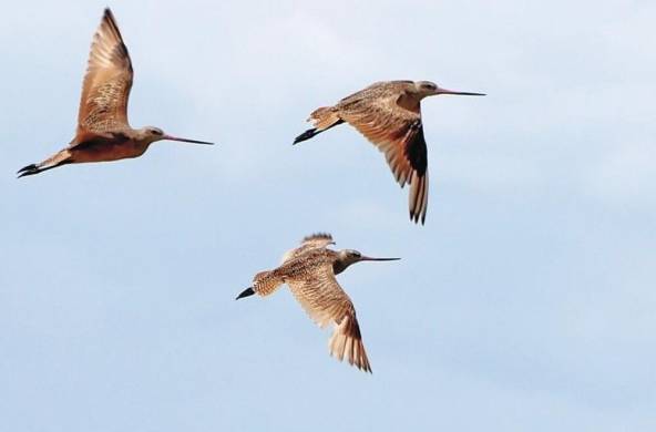 Se estima que existen alrededor de 217 especies de aves migratorias y residentes.