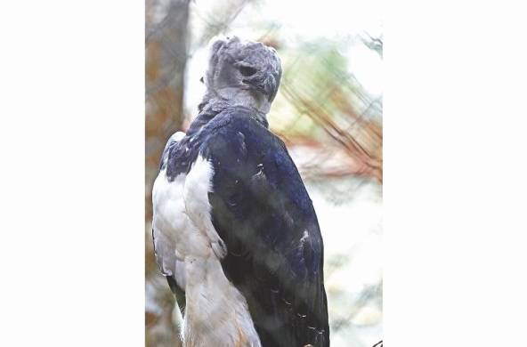'Panamá' es el águila harpía que tiene 14 años de estar en el Summit.