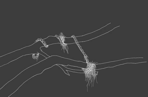 Pieza de 'Ropes and Mangroves', dibujos inspirados en Alexander Von Humboldt