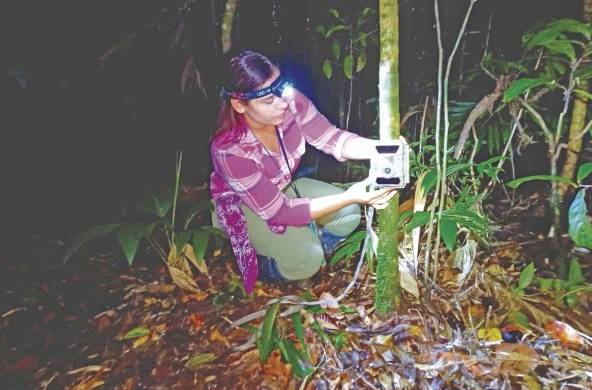 El monitoreo con cámaras trampa en el suelo y en el dosel del bosque permite conocer las especies presentes y sus interacciones.