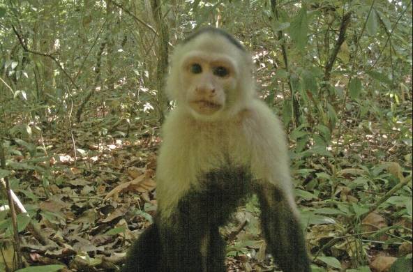 Mono capuchino, foto tomada con cámara-trampa