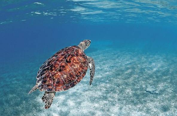 Las tortugas marinas, un atractivo para residentes y visitantes en Puerto Rico.
