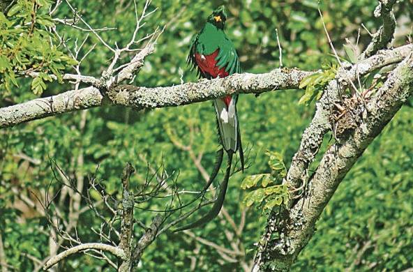 Es un ave de cola larga e impresionantes colores, catalogada como una de las más hermosas de Panamá, puesto que el quetzal atrae la mirada de propios y turistas y verlo volar es todo un espectáculo.