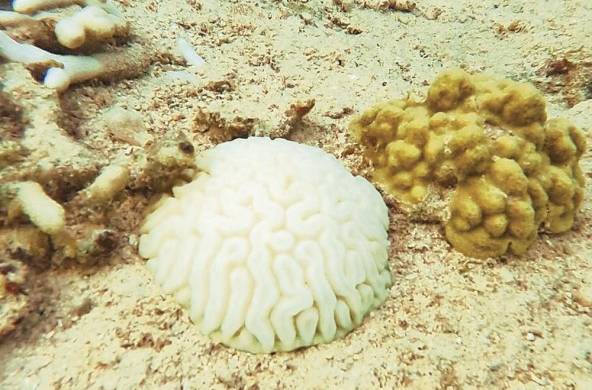 Si la temperatura del agua continúa alta, finalmente muere el coral y se vuelven más planos, y los arrecifes se desintegran.
