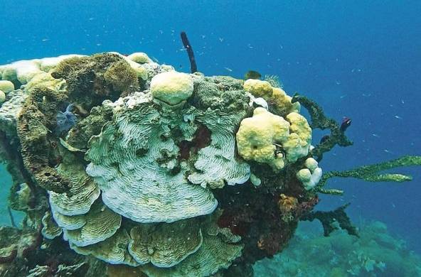 Los estudios científicos indican que el blanqueo de los corales tendrá un incremento progresivo en frecuencia e intensidad en todo el mundo.