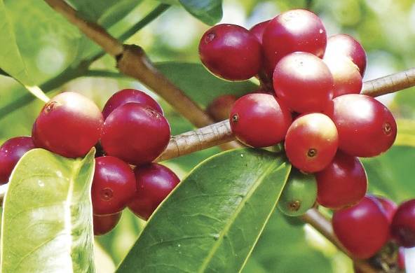 En la subasta electrónica 'Best of Panamá 2021' participarán 50 lotes de café.