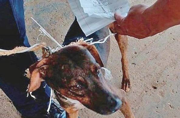 Un perro servía de cartero para la venta de presunta droga en la cárcel La Joya.
