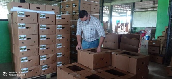 Exportadores de los principales rubros del país como banano, café, piña, papaya, plátano, cacao, cucurbitáceas y fruta fresca de palma aceitera gestionan sus certificados fitosanitarios en línea.