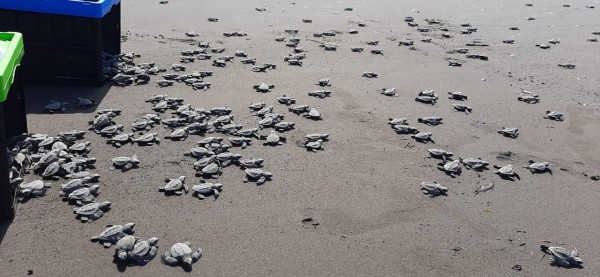 En Colón, el Ministerio de Ambiente ha coordinado la liberación de más de 1,700 neonatos de tortugas marinas.