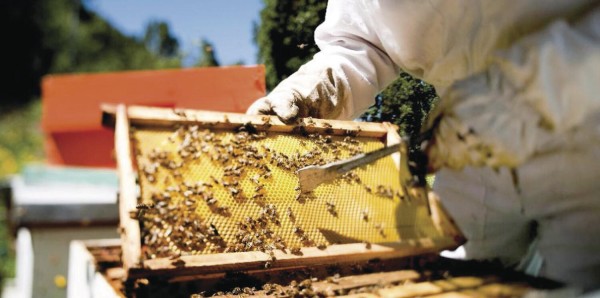 UP busca determinar la causa de la muerte de millones de abejas en sus apiarios
