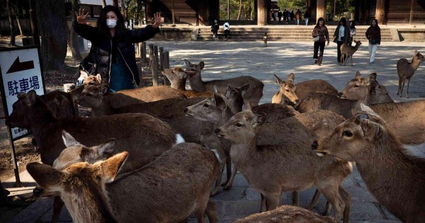 Venados rodeando el Templo Todaji en Nara, Japón.