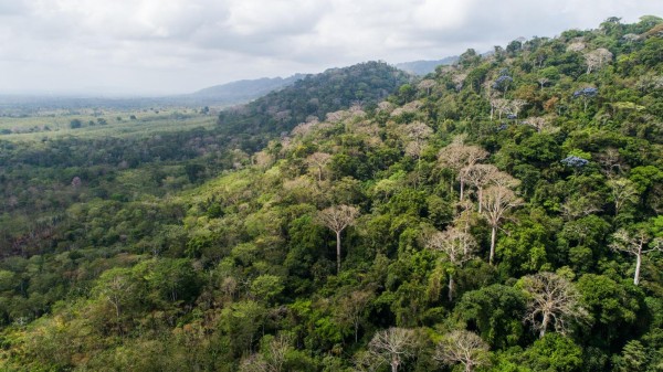La reforestación de sitios áridos ayudan a prevenir el calentamiento global.