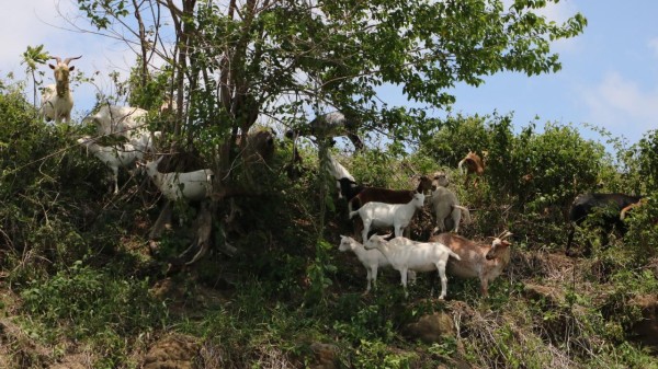 La lengua azul es una enfermedad vírica, de la familia Reoviridae, que afecta a los rumiantes tanto domésticos como salvajes y afecta principalmente a ovinos.