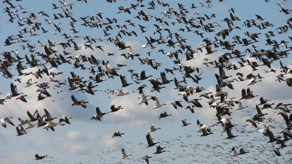 La cantidad de aves migratorias ha disminuido en los últimos años por el cambio climático..