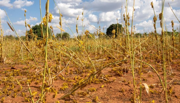 Plaga de langostas en &Aacute;frica por el Cambio Clim&aacute;tico