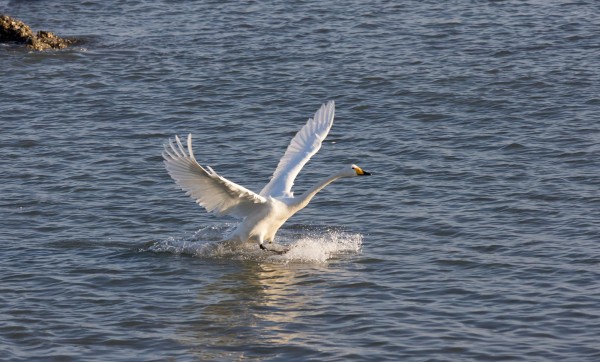 Una reserva natural para los cisnes cantores