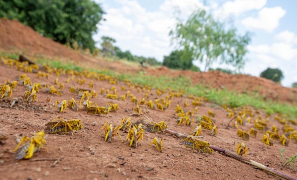Plaga de langostas en &Aacute;frica por el Cambio Clim&aacute;tico