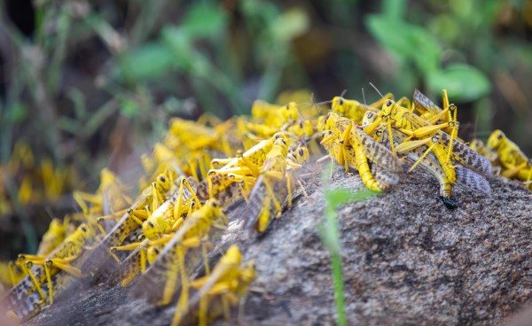 Plaga de langostas en &Aacute;frica por el Cambio Clim&aacute;tico