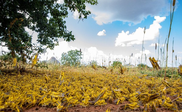 Plaga de langostas en &Aacute;frica por el Cambio Clim&aacute;tico
