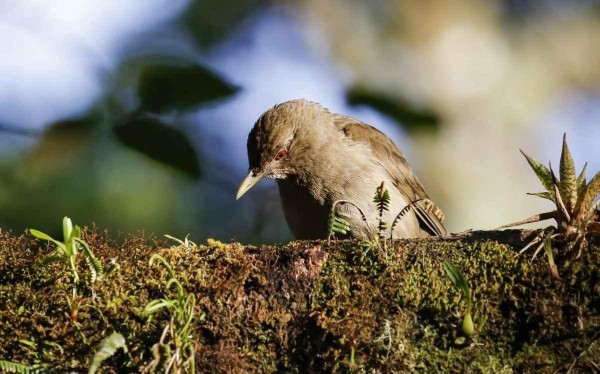 Unesco llama a proteger la rica biodiversidad de Centroamérica