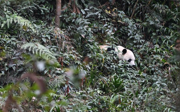 Diplomacia por medio de un panda