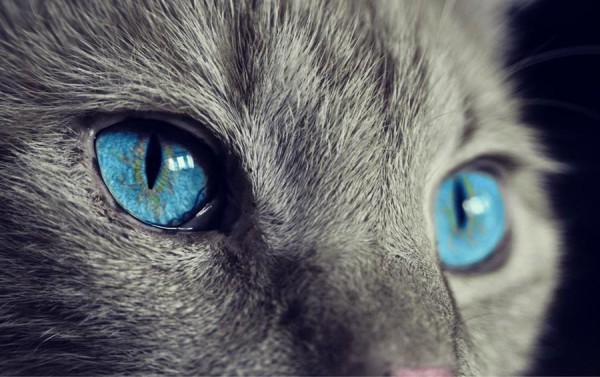 Fotografía cedida por la Universidad de Queensland donde se muestran los ojos de un gato, que como la mayoría de los animales tienen sistemas visuales completamente diferentes a los humanos.