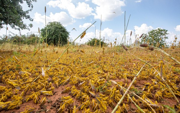 Plaga de langostas en &Aacute;frica por el Cambio Clim&aacute;tico