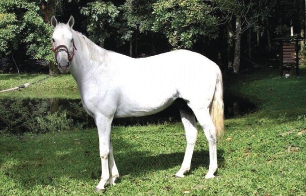 'Evaristo' fue uno de los mejores reproductores en la historia de la cría nativa.