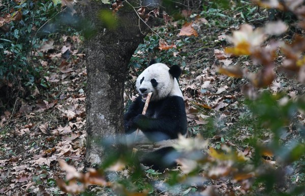 Diplomacia por medio de un panda