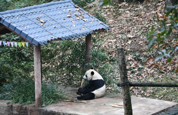 Diplomacia por medio de un panda