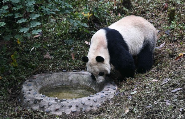 Diplomacia por medio de un panda