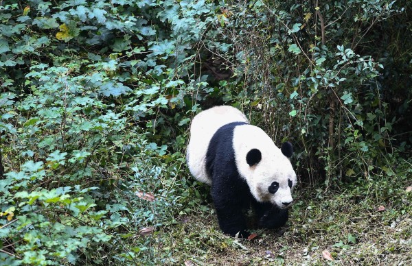 Diplomacia por medio de un panda
