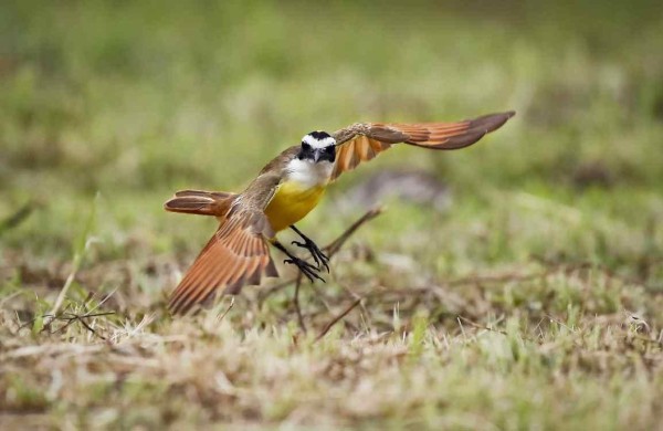 Unesco llama a proteger la rica biodiversidad de Centroamérica