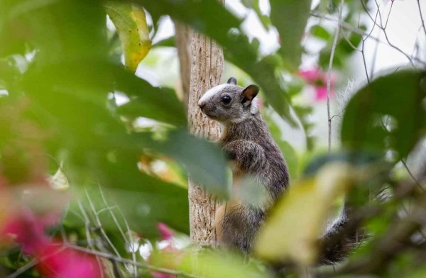Unesco llama a proteger la rica biodiversidad de Centroamérica