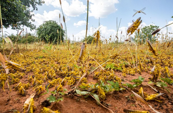 Plaga de langostas en &Aacute;frica por el Cambio Clim&aacute;tico