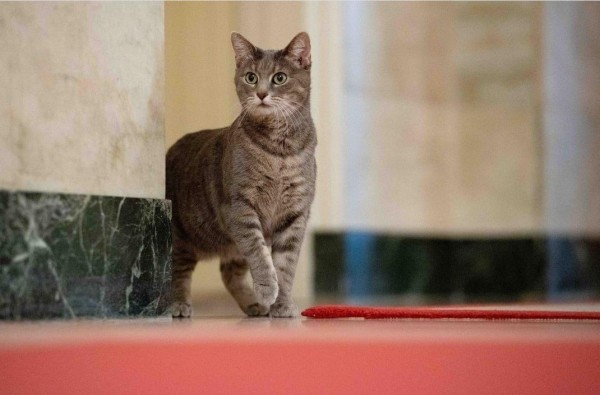 Se trata de una gata de pelo corto, atigrada, cuyo nombre, según informa la cadena CNN, está inspirado en la ciudad natal de la esposa de Biden, Willow Grove, en el estado de Pensilvania.