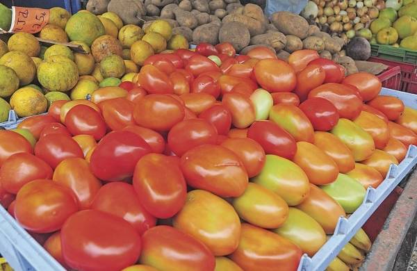 En Panamá, hace más de 20 años la producción tomatera se ha intensificado en la región de Azuero
