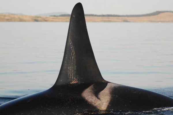 La imagen del Centro para la Investigación de Ballenas, muestra a una orca macho adulta con marcas de rastrillo en los dientes. El mejor amigo de una orca macho es su anciana madre.
