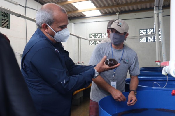 El ministro de Ambiente, Milciades Concepción durante la visita al proyecto de cultivo de pepino de mar en Colón