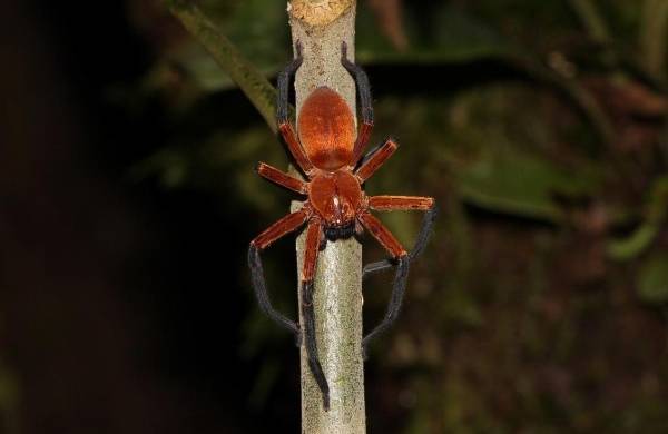 Fotografía cedida hoy por Pedro Peñaherrera que muestra a la araña cangrejo gigante, recién descubierta en el Parque Nacional Yasuní (Ecuador).