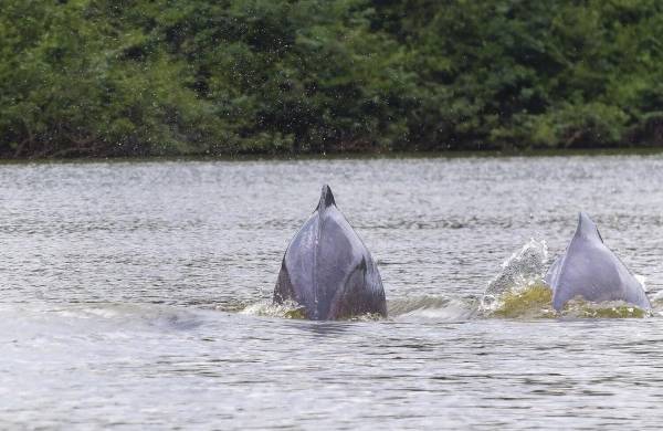 Delfines rosados son una gran atracción turística en San José del Guaviare.