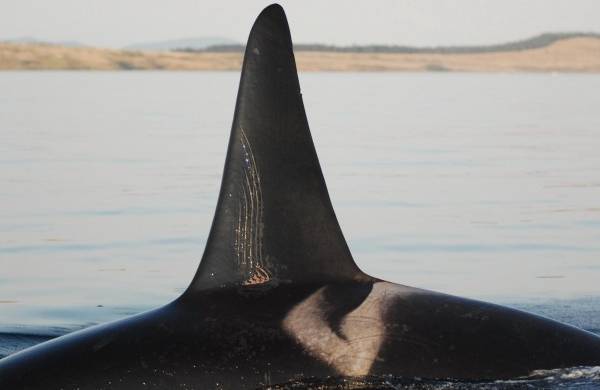 La imagen del Centro para la Investigación de Ballenas, muestra a una orca macho adulta con marcas de rastrillo en los dientes. El mejor amigo de una orca macho es su anciana madre.