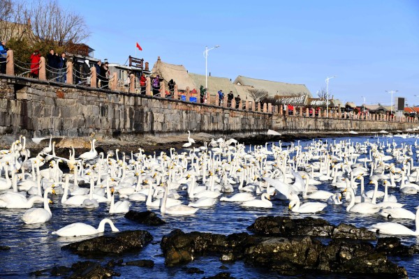 Una reserva natural para los cisnes cantores