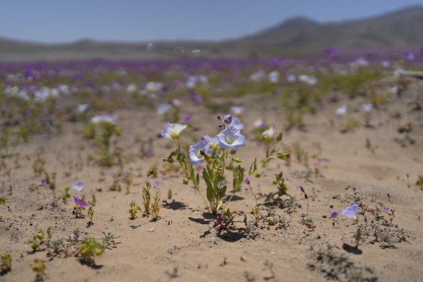 El desierto de Atacama vuelve a florecer en el norte de Chile